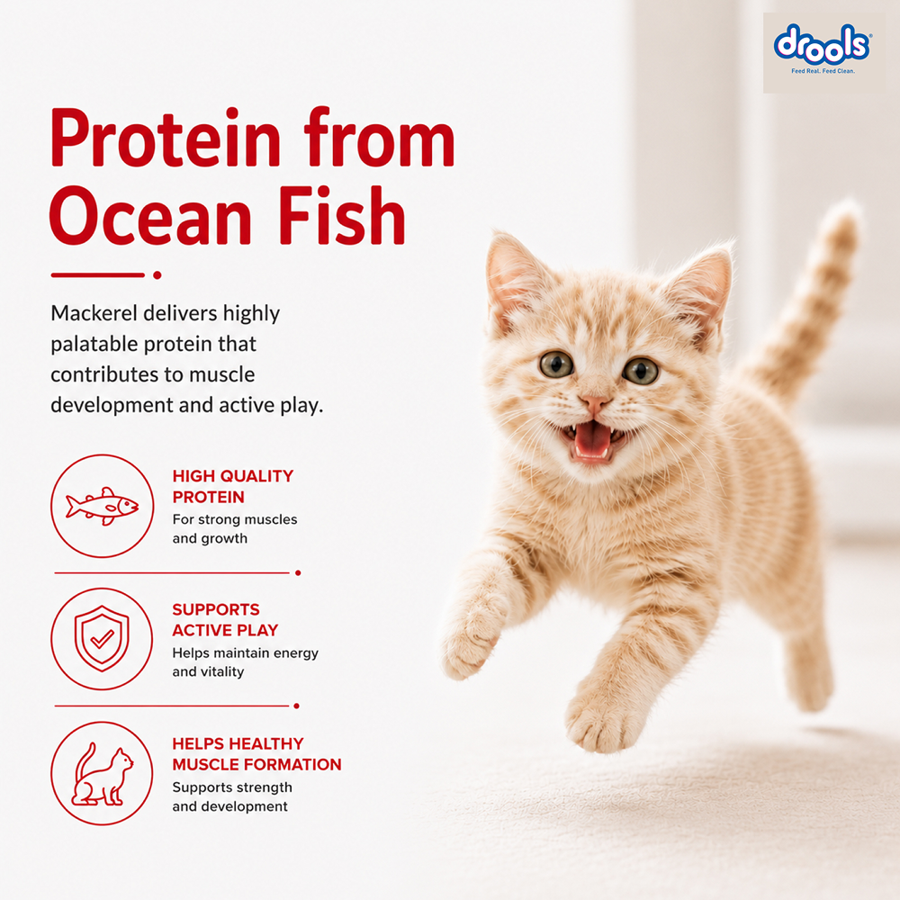 Drools Mackerel Kitten (1 to 12 Months) Cat Dry Food image 7