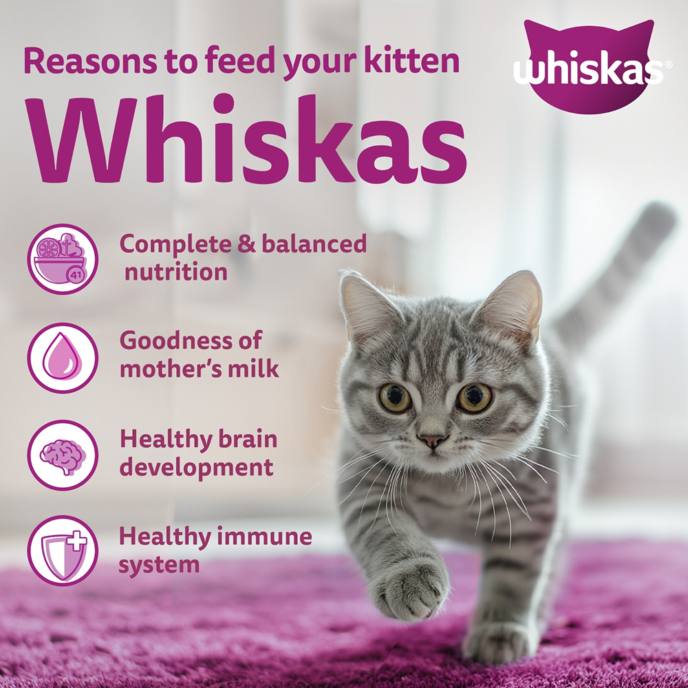 Whiskas Ocean Fish Kitten/Mother and Baby Dry Food & Petkit YumShare Solo Automatic Food Dispenser Combo for Kitten image 7