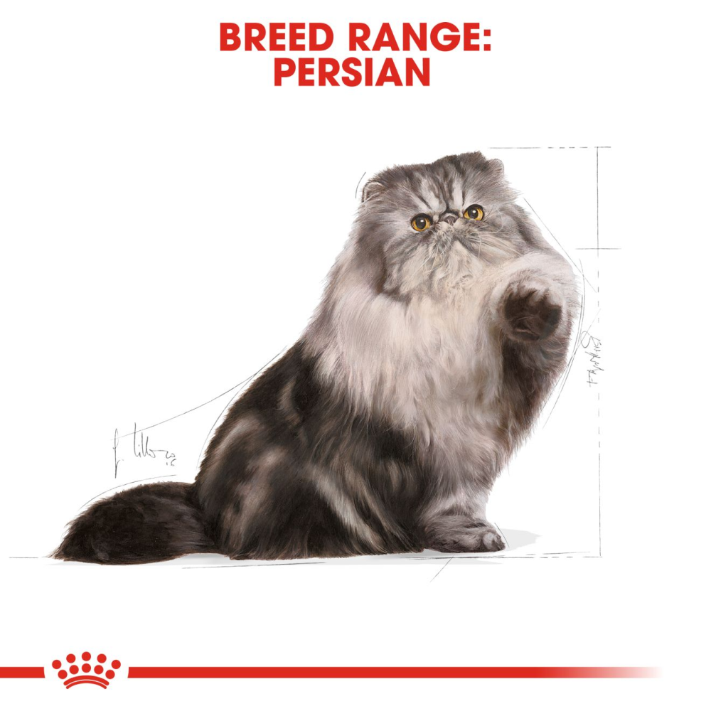 Royal Canin Persian Adult Cat Dry and Wet Food Combo image 10