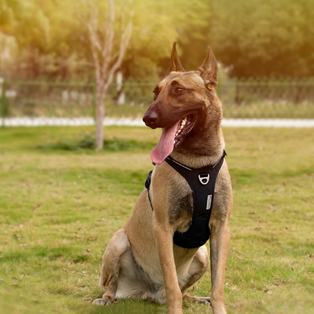 Truelove No Pull Cordura Harness with 3M Reflective Material for Dogs (Purple) image 4