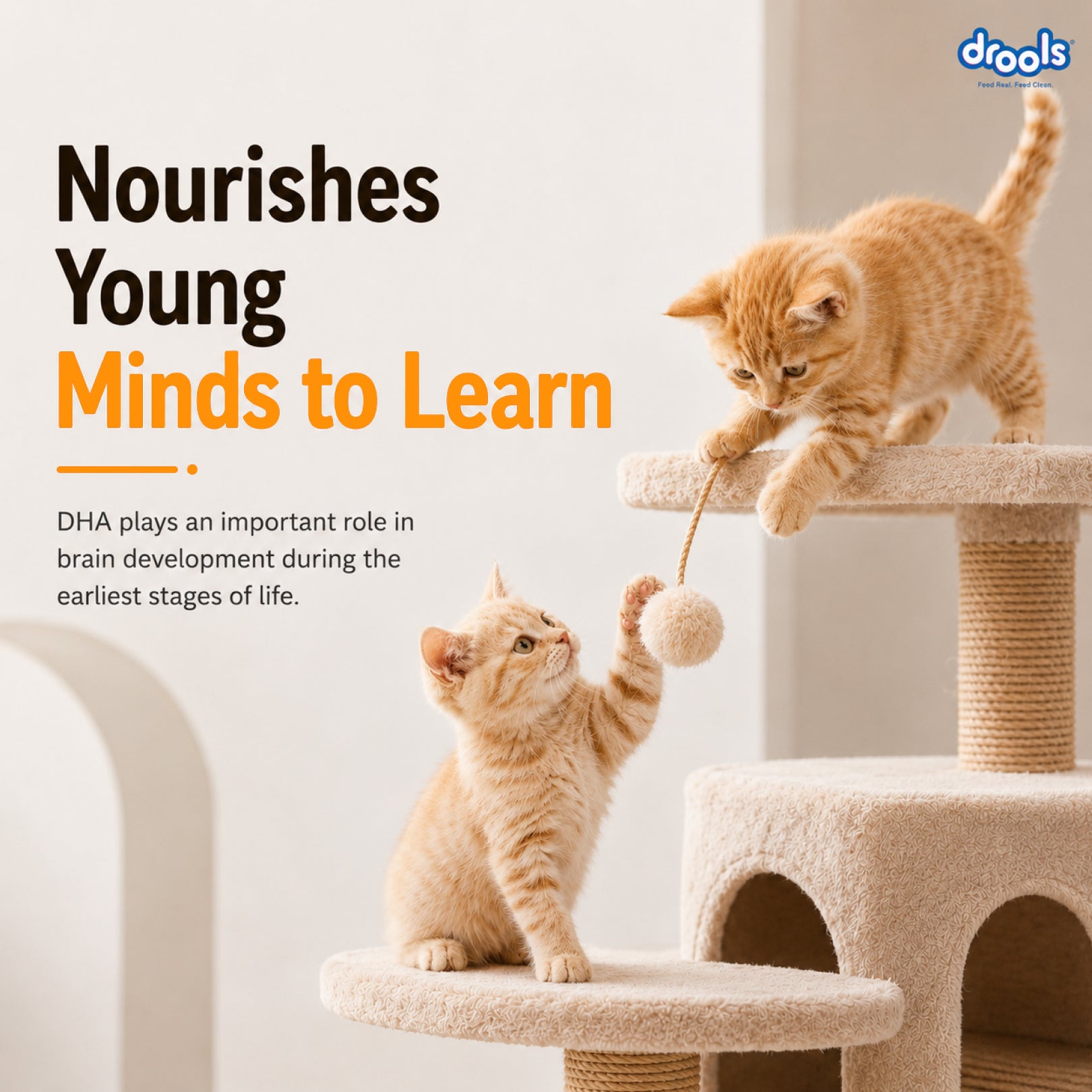Drools Real Chicken Kitten Dry Food image 4