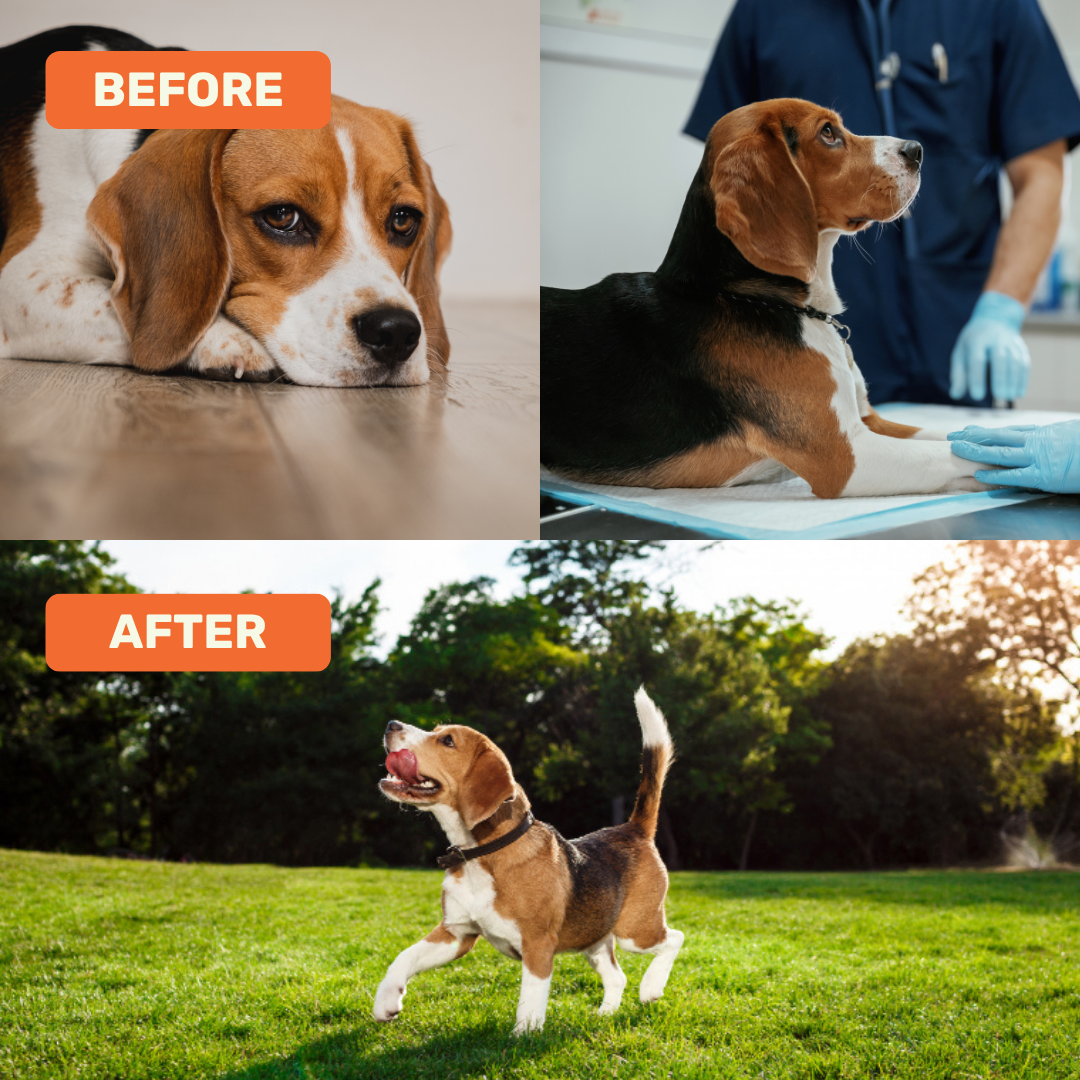 Absolut Pet Postbiotics to Boost Immunity Reduce Allergies & Improve Bioavailability Chews Dogs Treat image 3