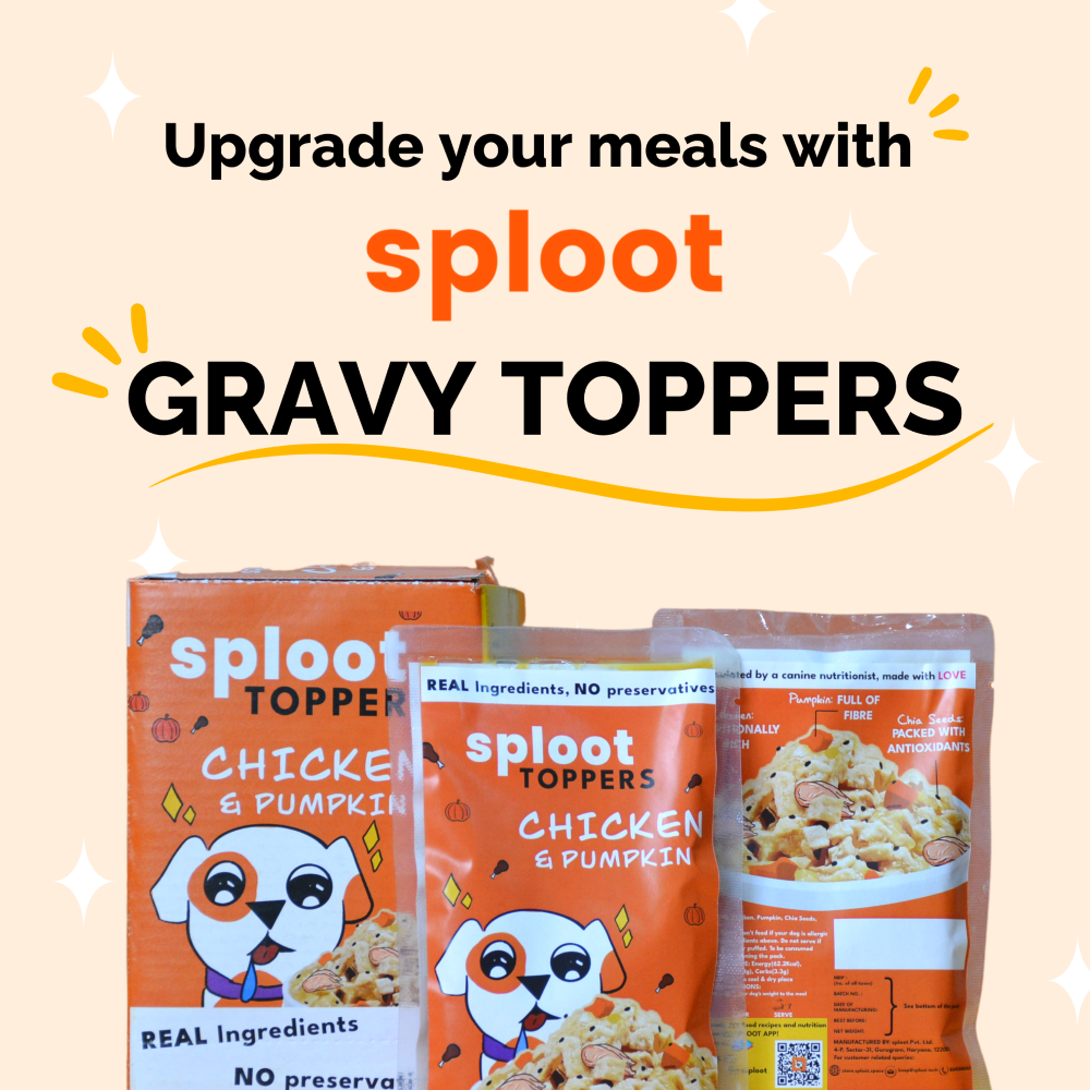 Sploot Chicken and Pumpkin Flavour Real Chicken Chunk in Gravy Dog Wet Food image 5