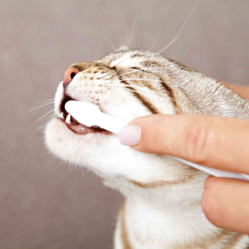 Trixie Dental Hygiene Kit for Cats image 3