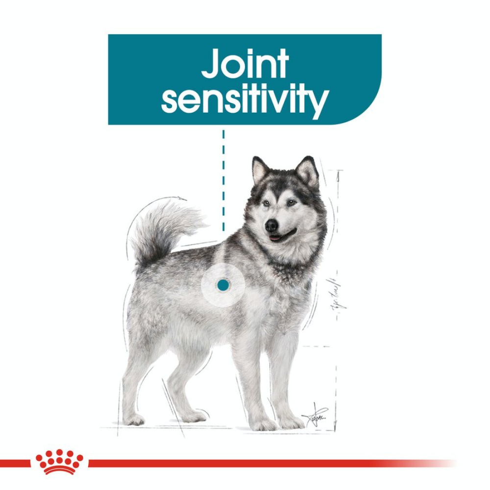 Royal Canin Maxi Jointcare Dog Dry Food image 3