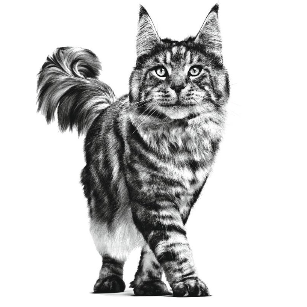 Royal Canin Anallergenic Veterinary Nutrition Cat Dry Food image 2