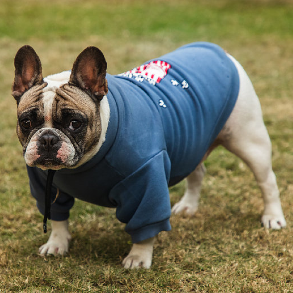 Pet Snugs Popcorn Print Sweatshirt for Dogs (Sky Blue) image 4