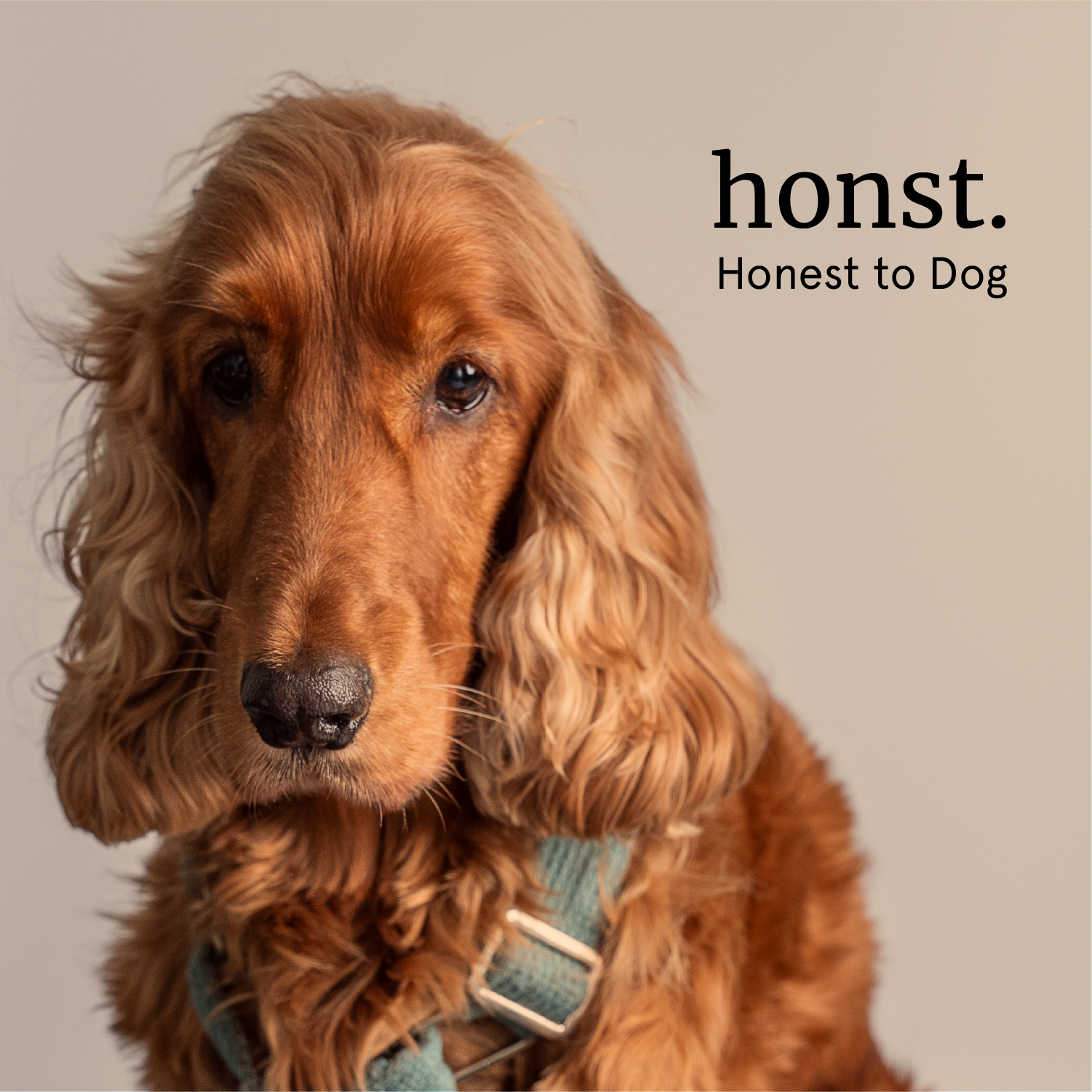 Honst 30% Omega 3 Sardine Fish Oil Supplement for Dogs image 9