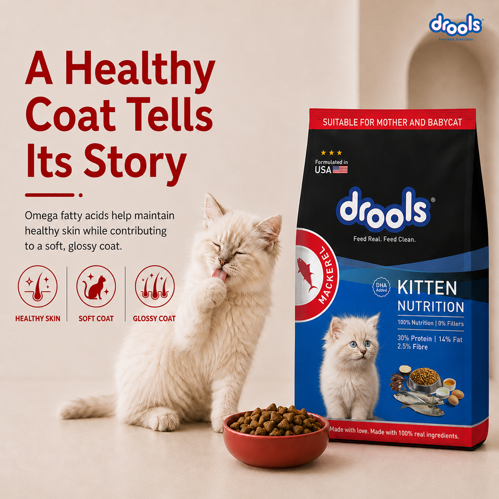 Drools Mackerel Kitten (1 to 12 Months) Cat Dry Food image 2