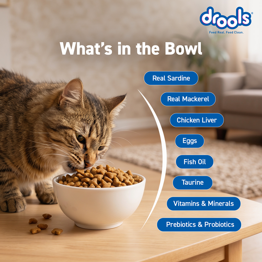Drools Ocean Fish Adult Cat Dry Food image 8