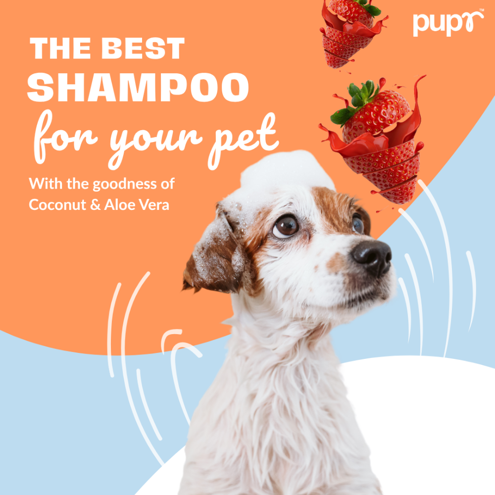 Pupr Deep Cleansing Strawberry Flavoured Shampoo for Dogs image 5