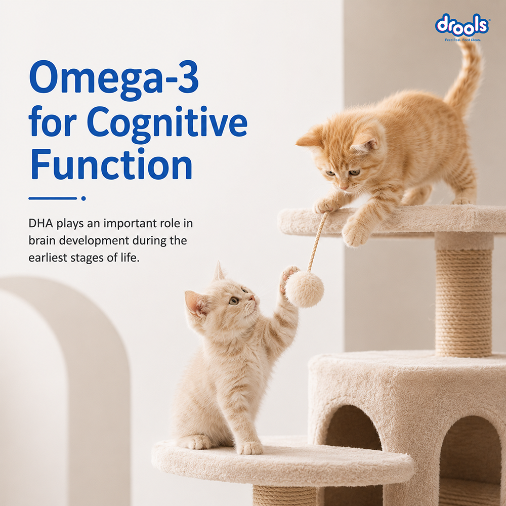 Drools Ocean Fish Kitten Cat Dry Food image 2