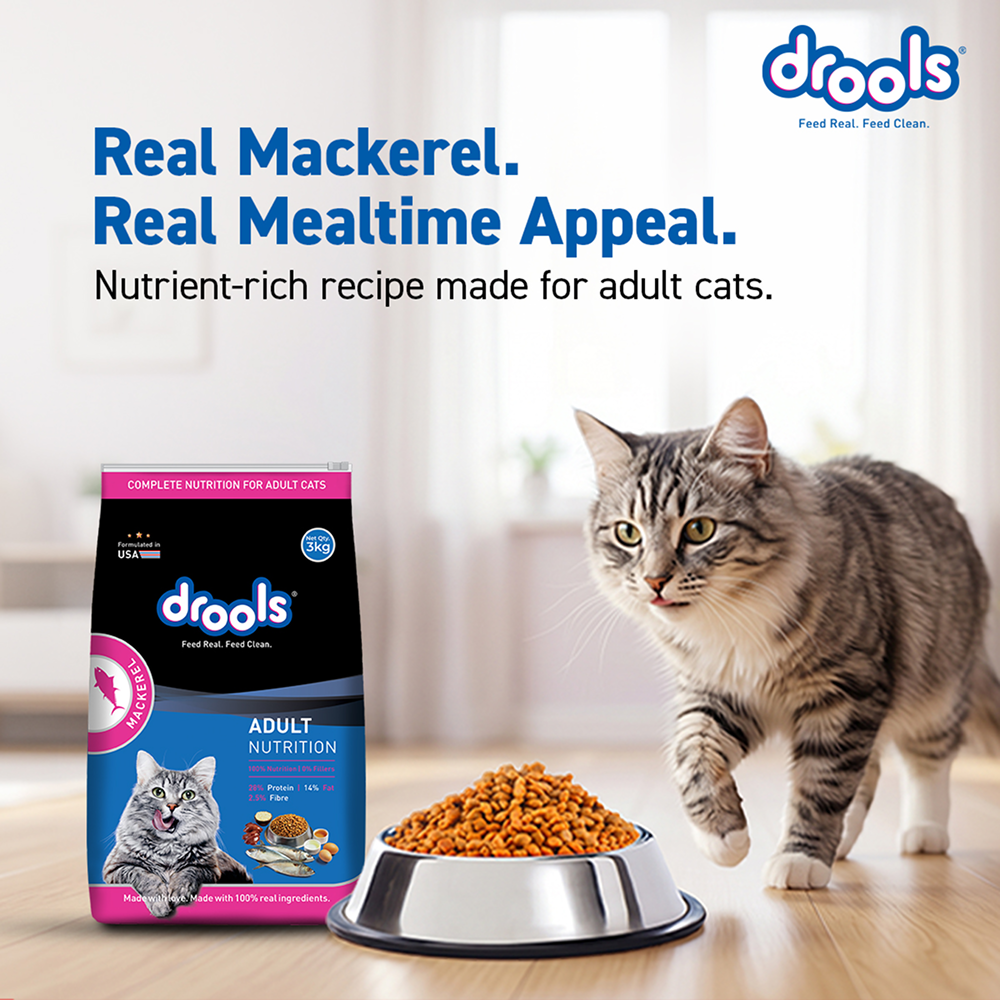 Drools Mackerel Adult Cat Dry Food image 2