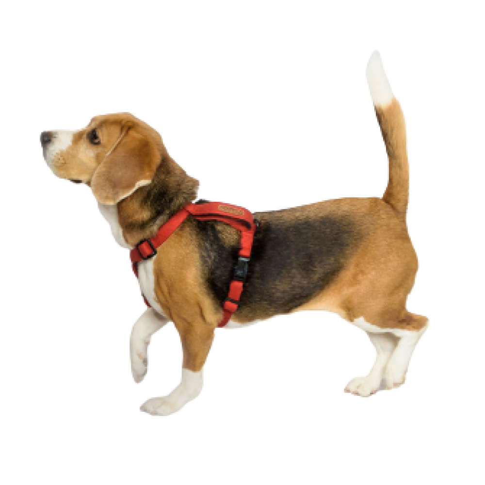 PetWale Cotton Adjustable H Harness for Dogs (Red) image 3