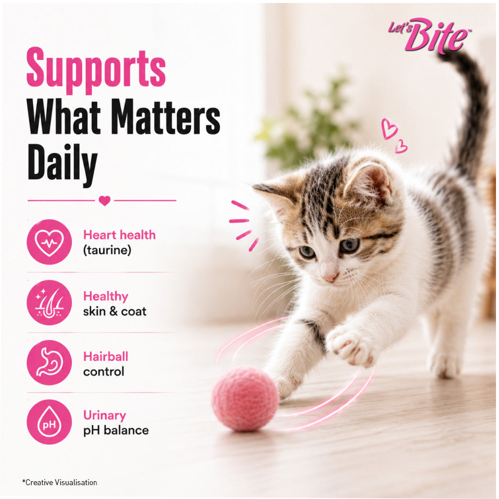 Let's Bite Active Kitten Ocean Fish Cat Dry Food (Buy 1 Get 1 Free) image 7