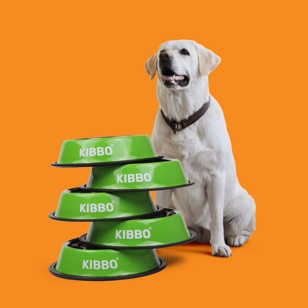Kibbo Anti Skid Stainless Steel Bowl for Dogs and Cats (Green) image 6