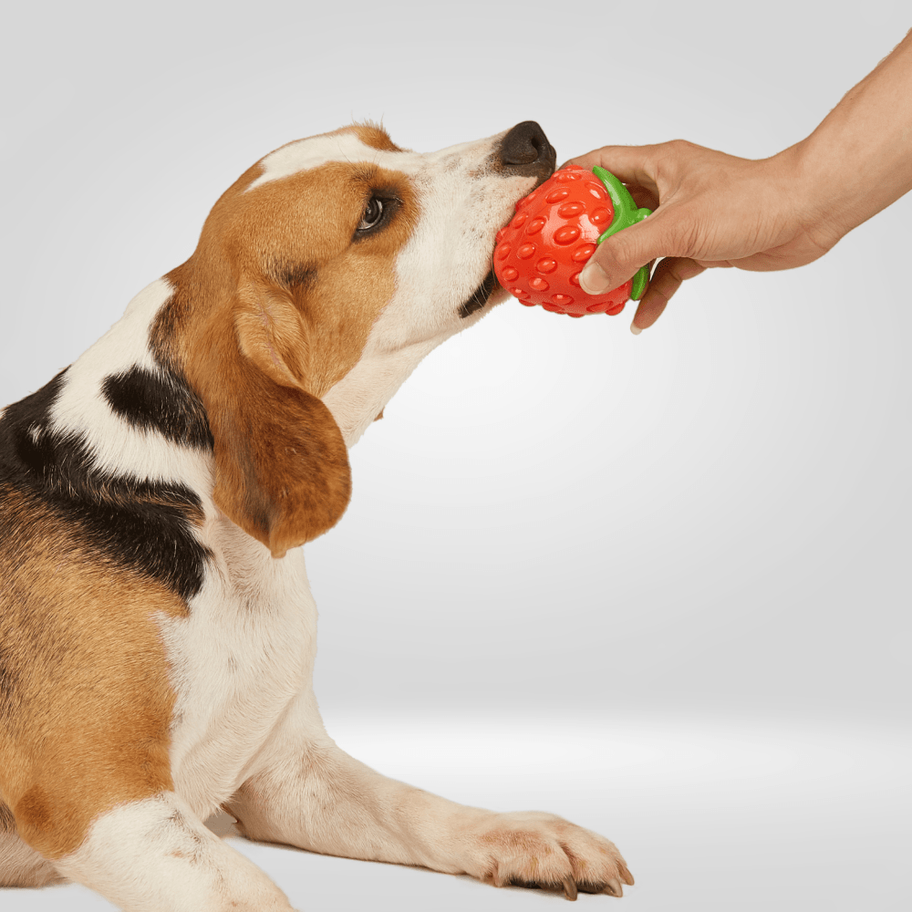 Barkbutler x Fofos Silence Strawberry Squeaky Chew Toy for Dogs image 6