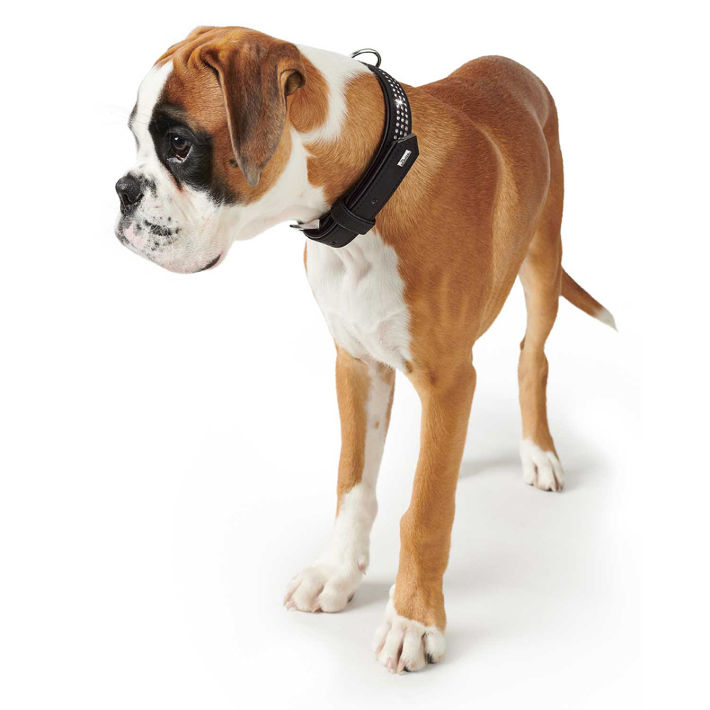 Hunter Softie Triluxe Collar for Dogs (Black) image 2