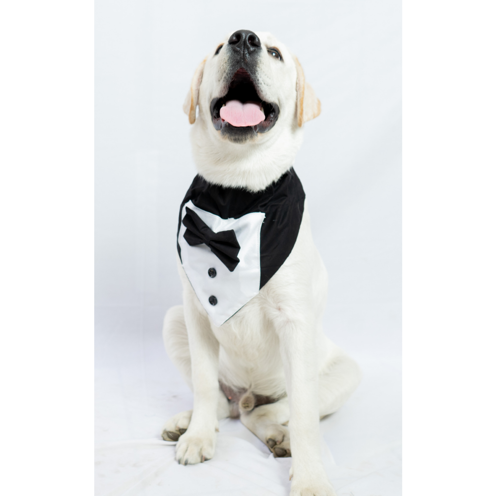 Pawgypets Tuxedo Bandana for Dogs and Cats (Black) image 3