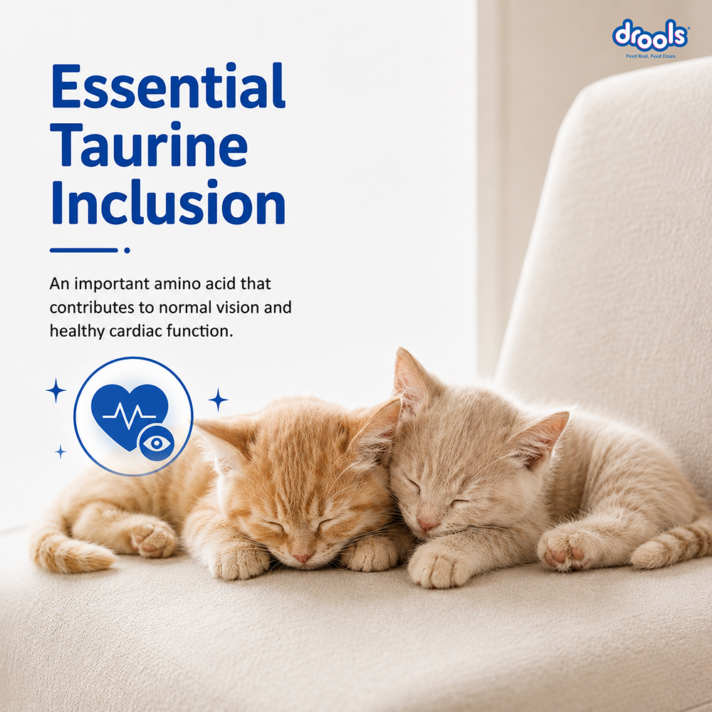Drools Ocean Fish Kitten Cat Dry Food image 5