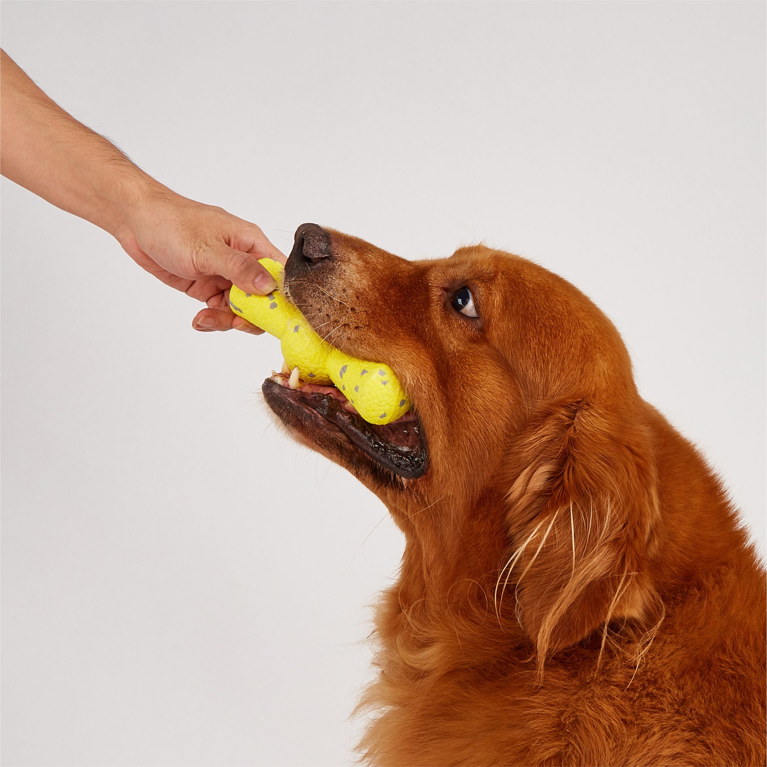 Fofos Stick Shaped Super Bounce Toy for Dogs image 10