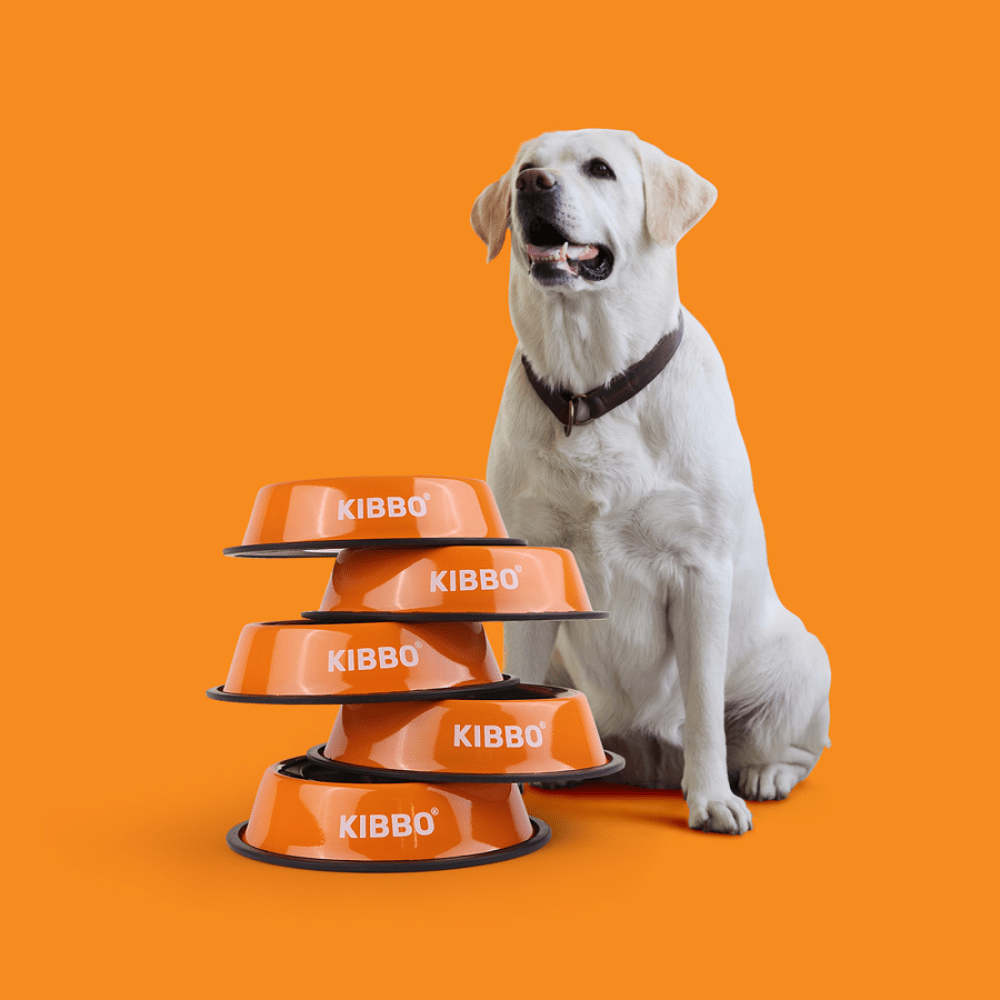 Kibbo Anti Skid Stainless Steel Bowl for Dogs and Cats (Orange) image 6