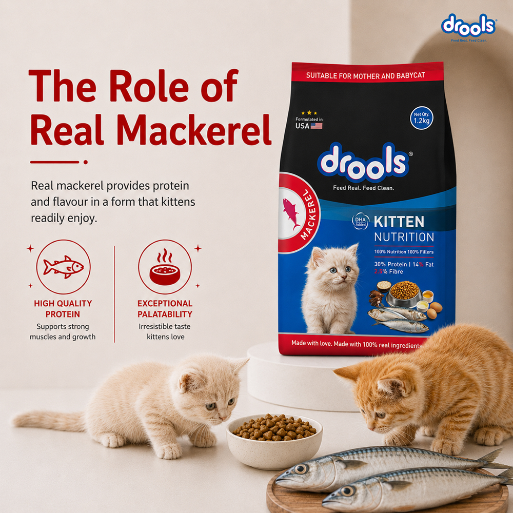 Drools Mackerel Kitten (1 to 12 Months) Cat Dry Food image 6