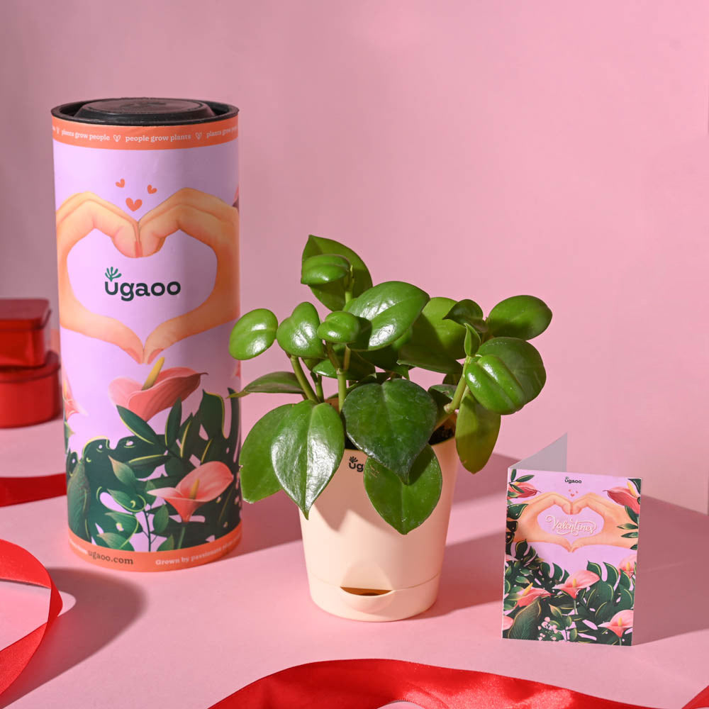 Ugaoo Succulent Live Peperomia Green Creeper Pet Safe Plant with Pot image 6