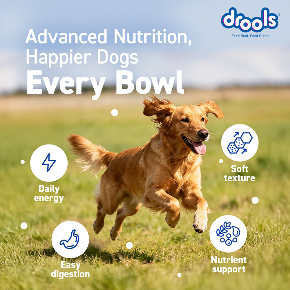 Drools Real Chicken & Chicken Liver Chunks in Gravy Adult Dog Wet Food image 8