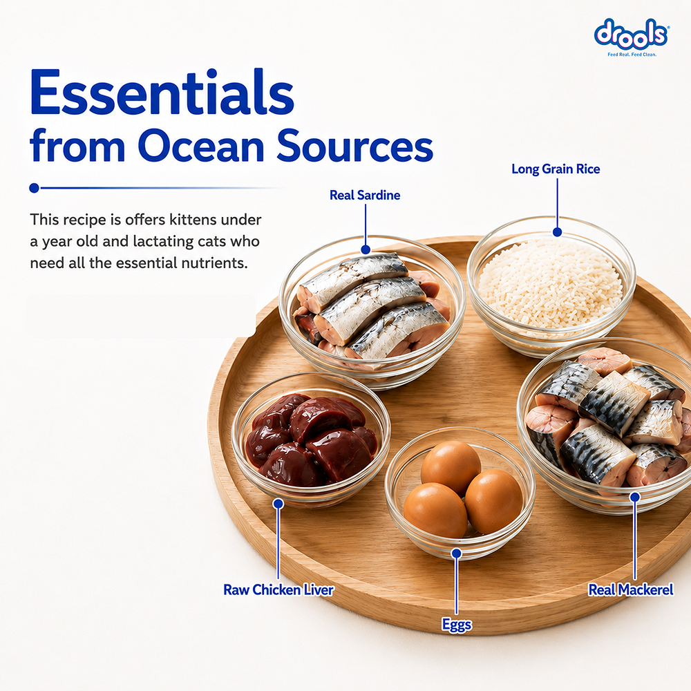 Drools Ocean Fish Kitten Cat Dry Food image 3