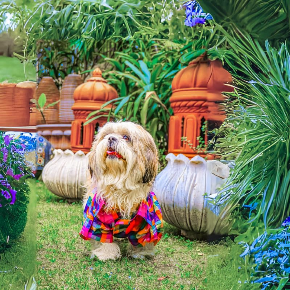 Woofiezz Plaid Shirt for Dogs and Cats (Rainbow) image 3