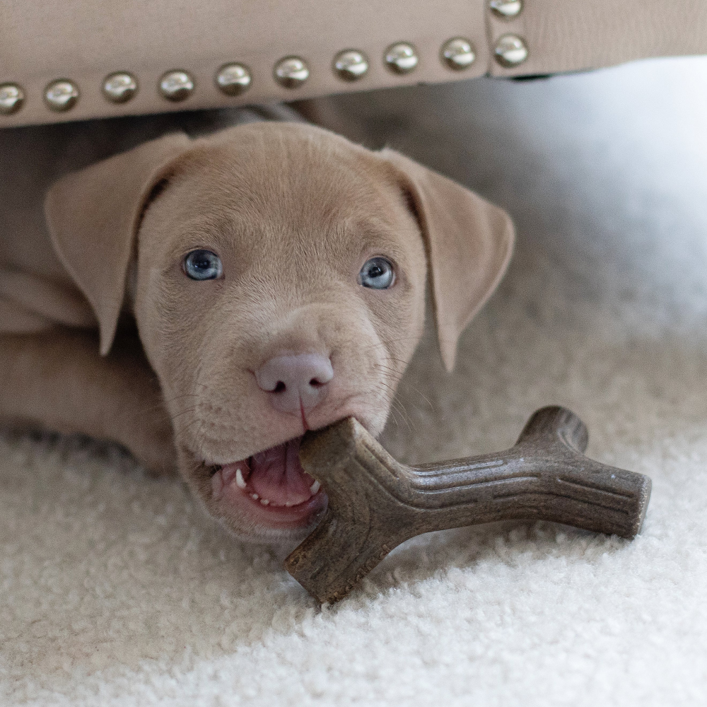 Benebone Maplestick and Zaggler Bacon Chew Toys for Puppy image 4