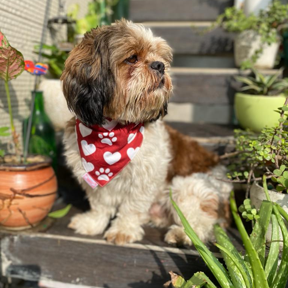Pawgypets It’s My Birthday Bandana for Dogs and Cats image 2