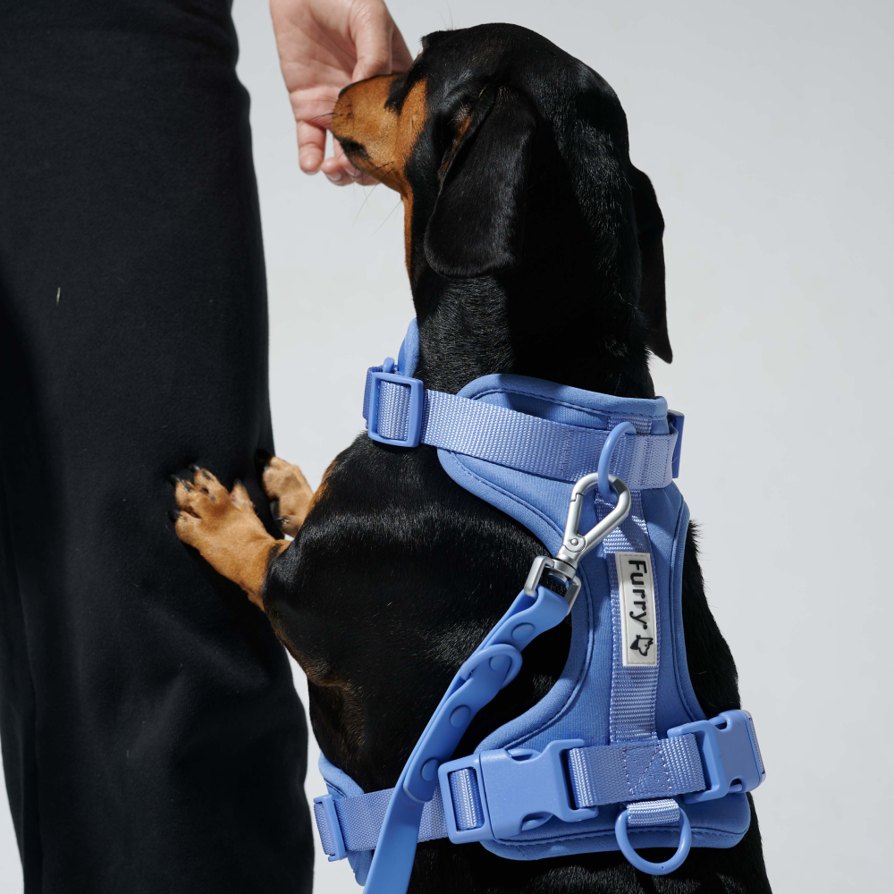 Furry & Co Bold Harness for Dogs (Everest Blue) image 8