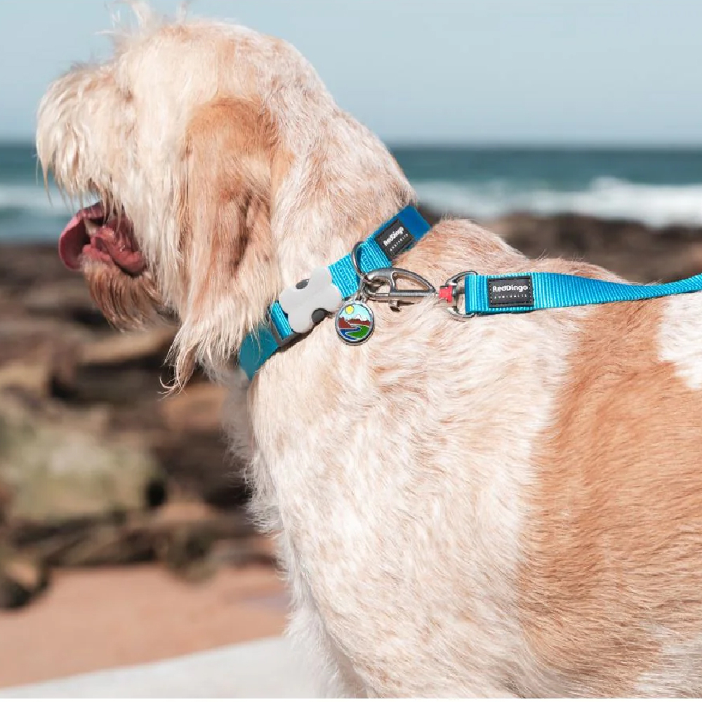 Red Dingo Classic Leash For Dogs (Turquoise) image 2