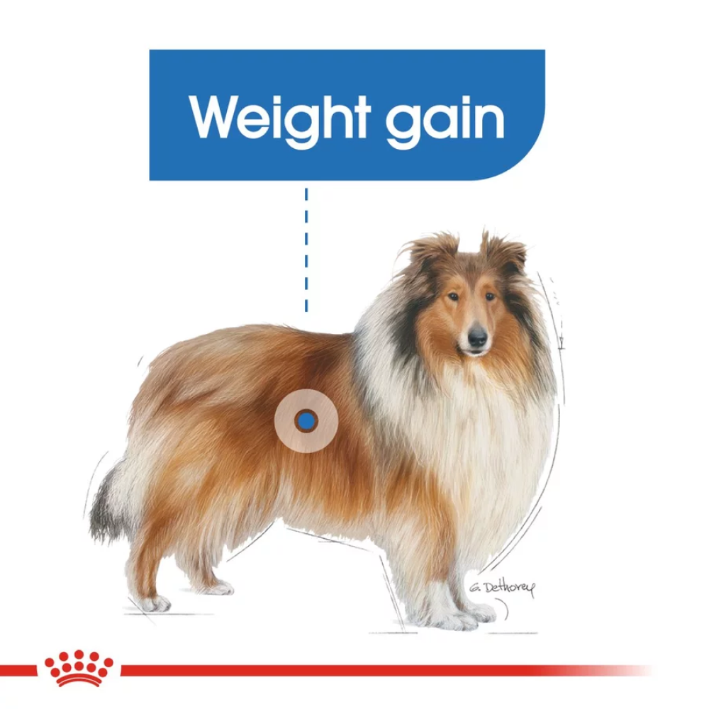 Royal Canin Light Weight Care Maxi Dog Dry Food image 6