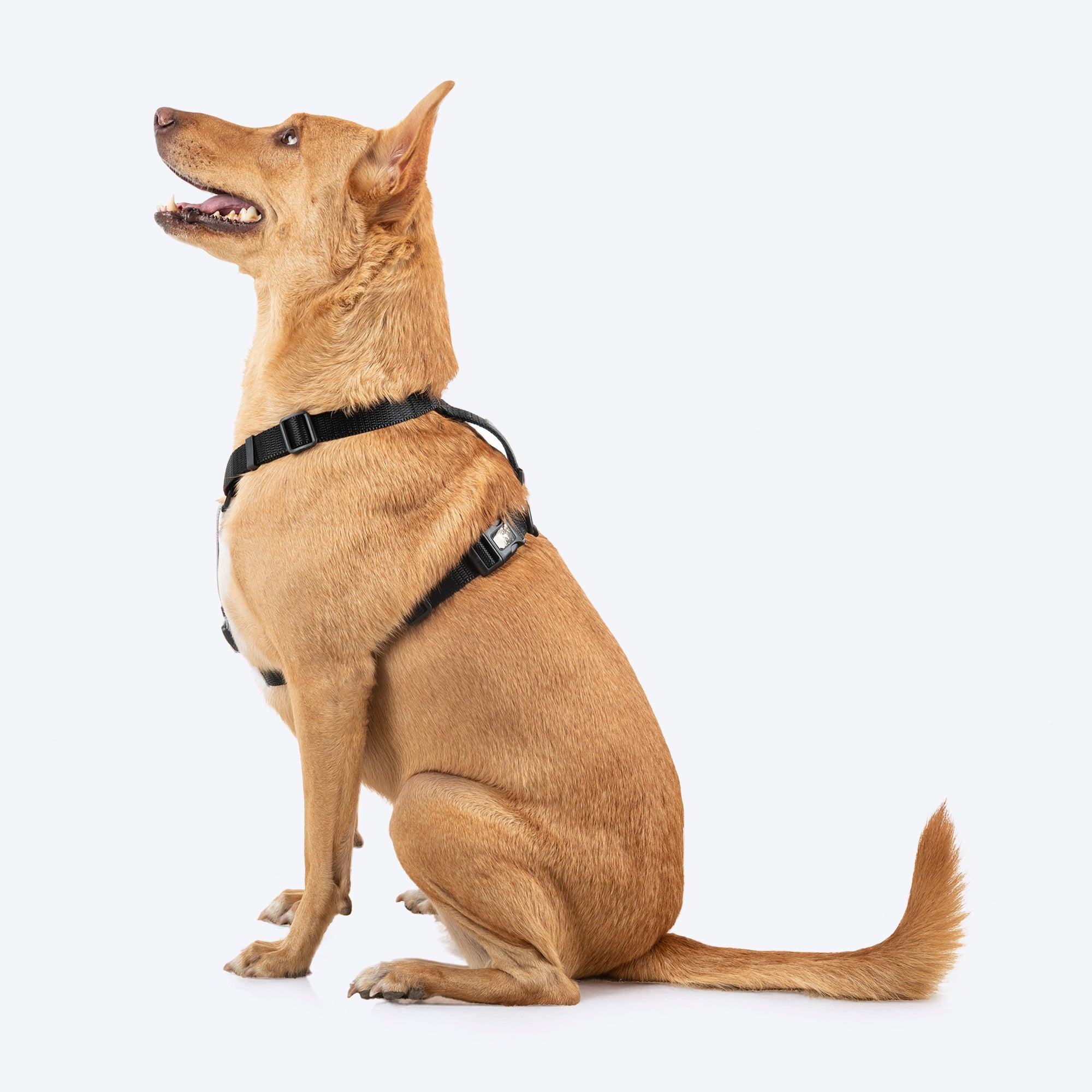 HUFT Classic H Harness for Dogs (Coral Black) image 3