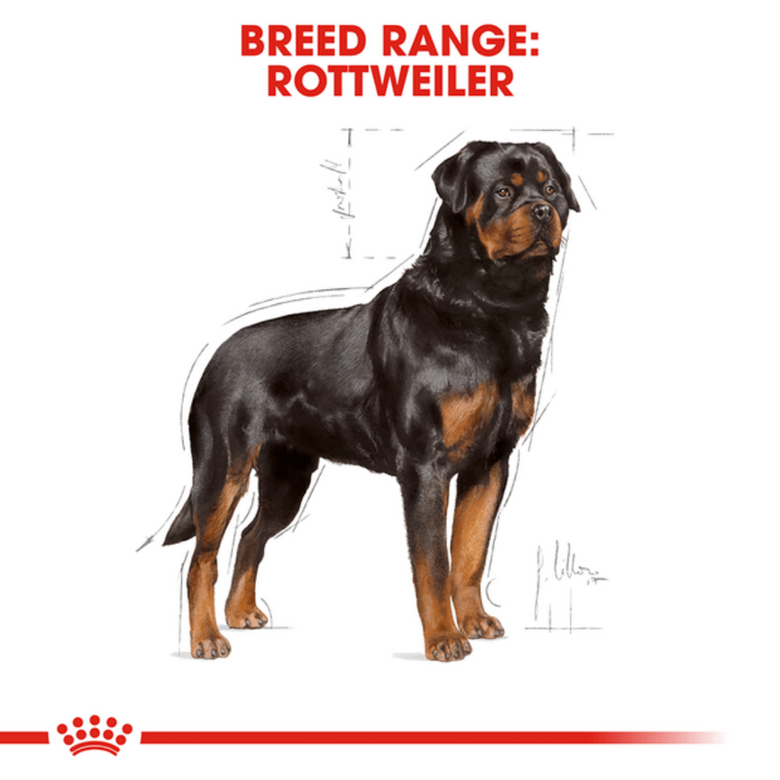 Royal Canin Rottweiler Adult Dog Dry Food image 5