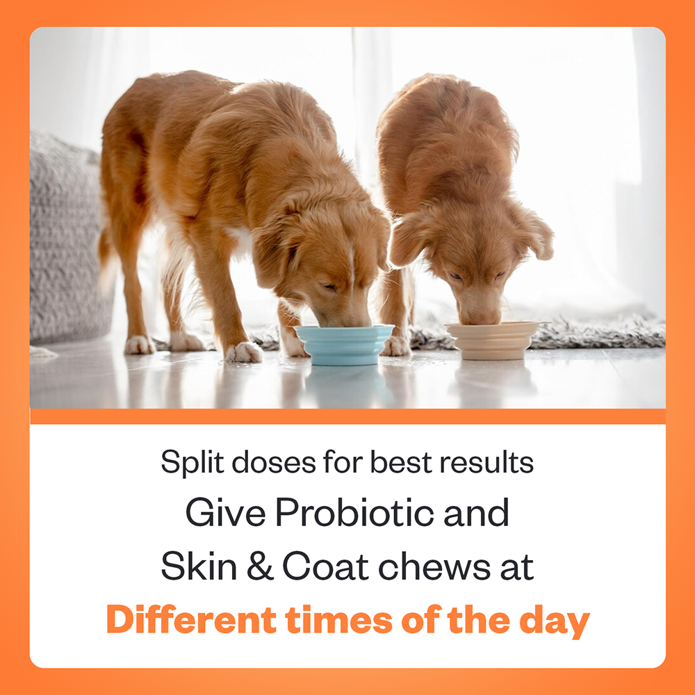 TailsAlive Probiotic Chicken Flavor and Skin & Coat Soft Chews Supplements for Dogs image 2