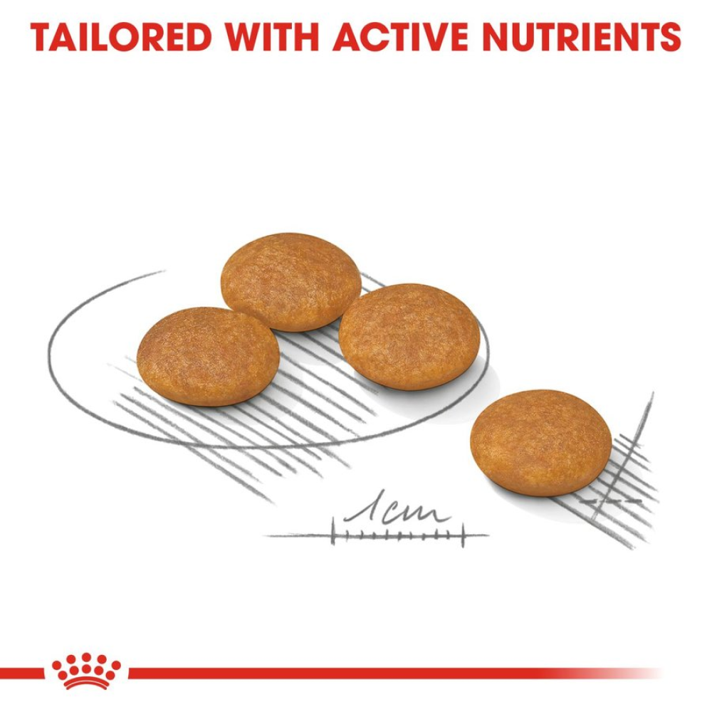 Royal Canin Dermacomfort Mini for Small Dog Dry Food image 3