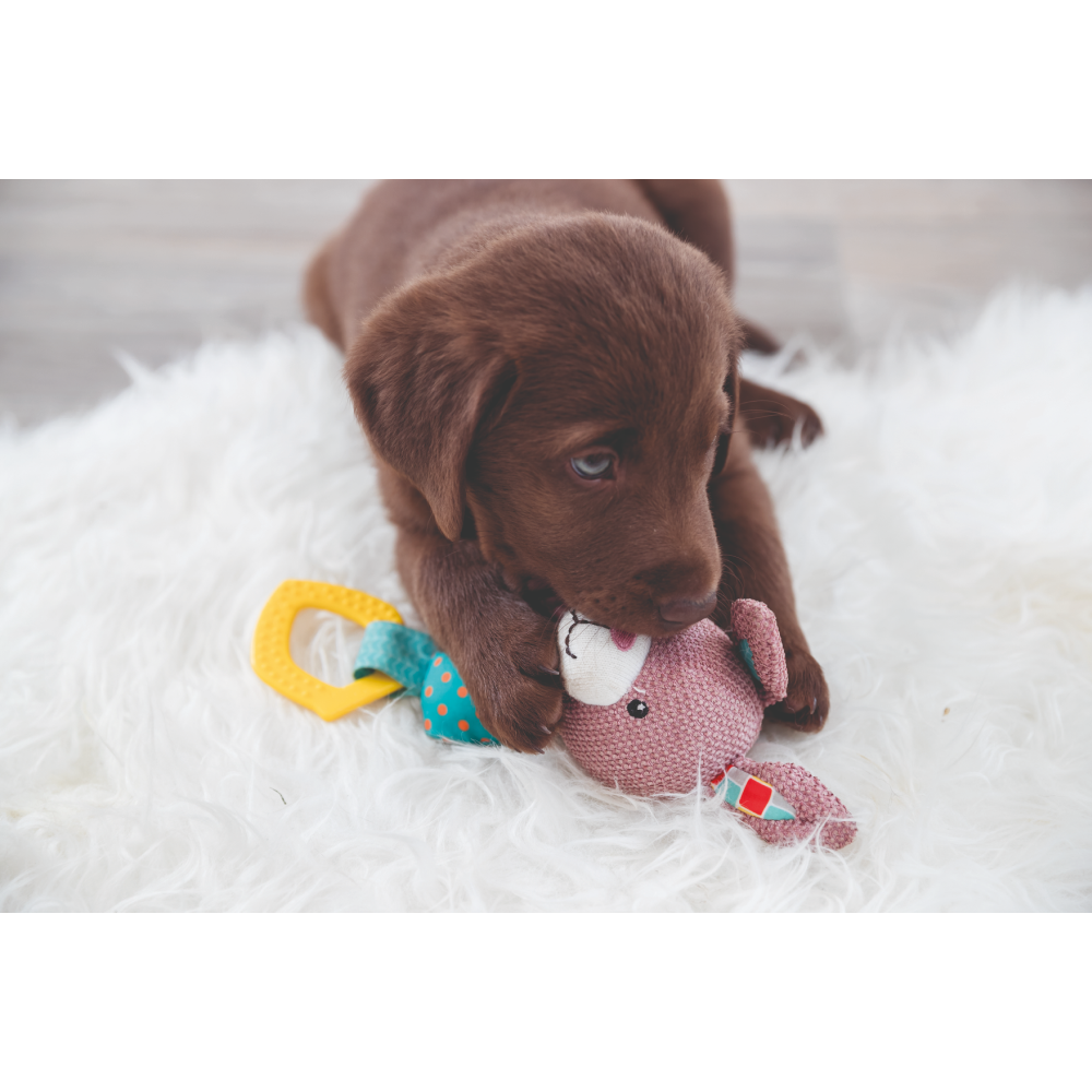 Trixie Junior Bunny Toy for Dogs image 5