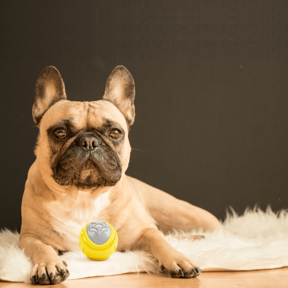 Barkbutler x Fofos Flexy Ball Ultra Bounce Toy for Dogs (Yellow & Grey) | For Aggressive Chewers image 6