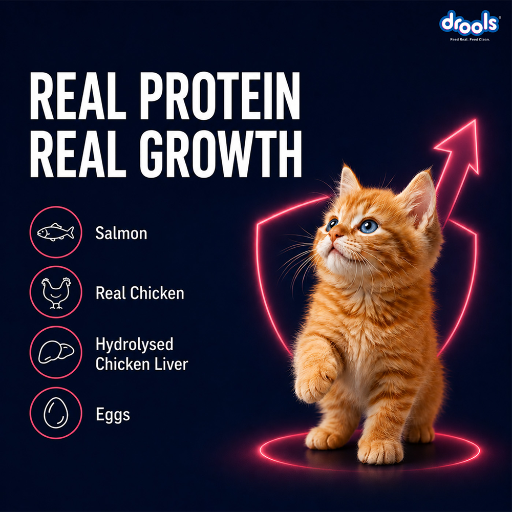 Drools Salmon Mousse Kitten Cat Wet Food image 7