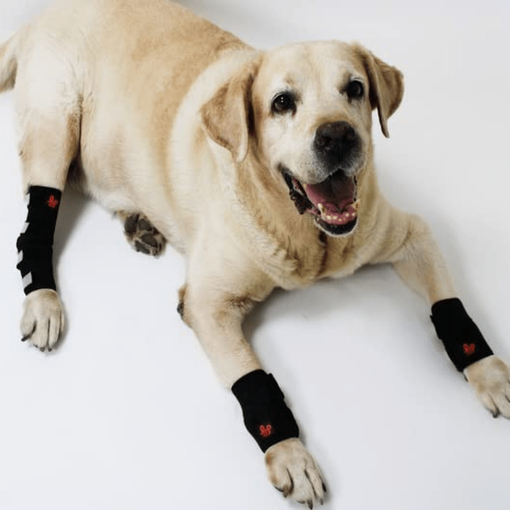 Lana Paws Front Leg Splint Braces for Carpal Support and Mobility for Dogs and Cats (Black) image 5