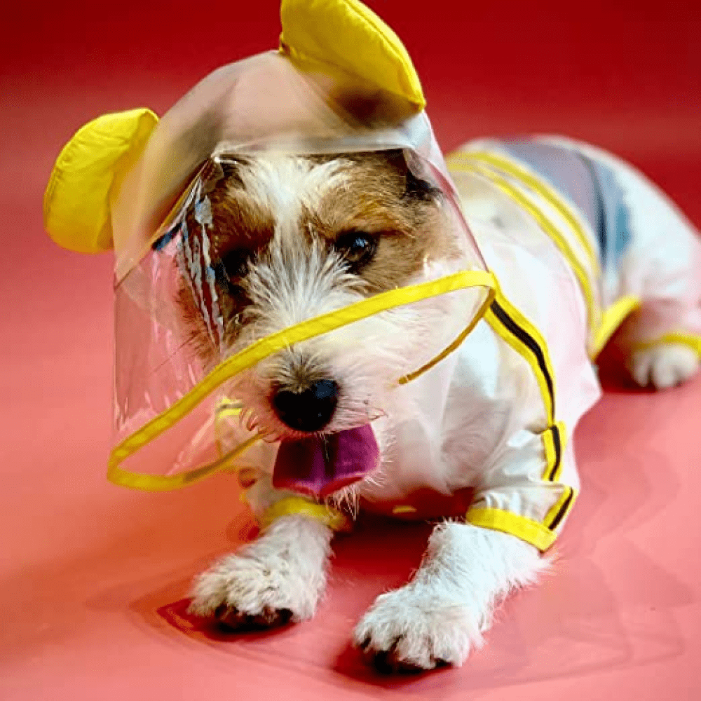 Barkbutler x Fofos Four Leg Yellow Raincoat for Dogs (Button Up Style) image 5