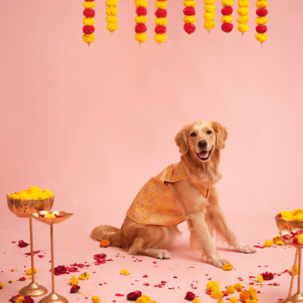 Floof & Co Banarasi Sherwani for Dogs (Yellow/Pink) image 4