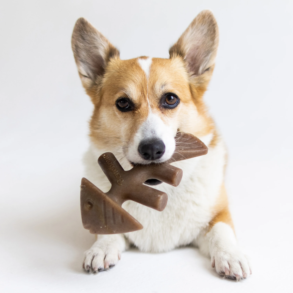 Benebone Jack Salmon Flavored Fishbone Chew Toy for Dogs image 2