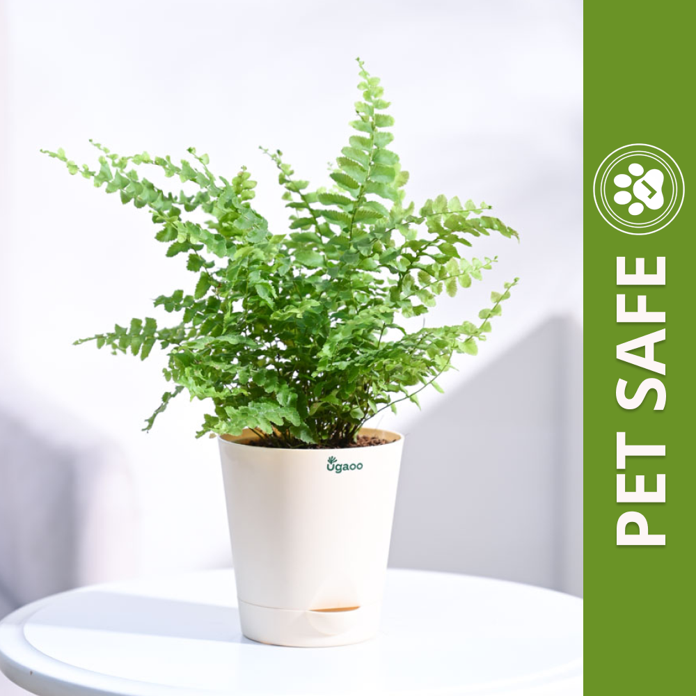 Ugaoo Boston Compacta Natural Live Indoor Pet Safe Plant with Pot image 1