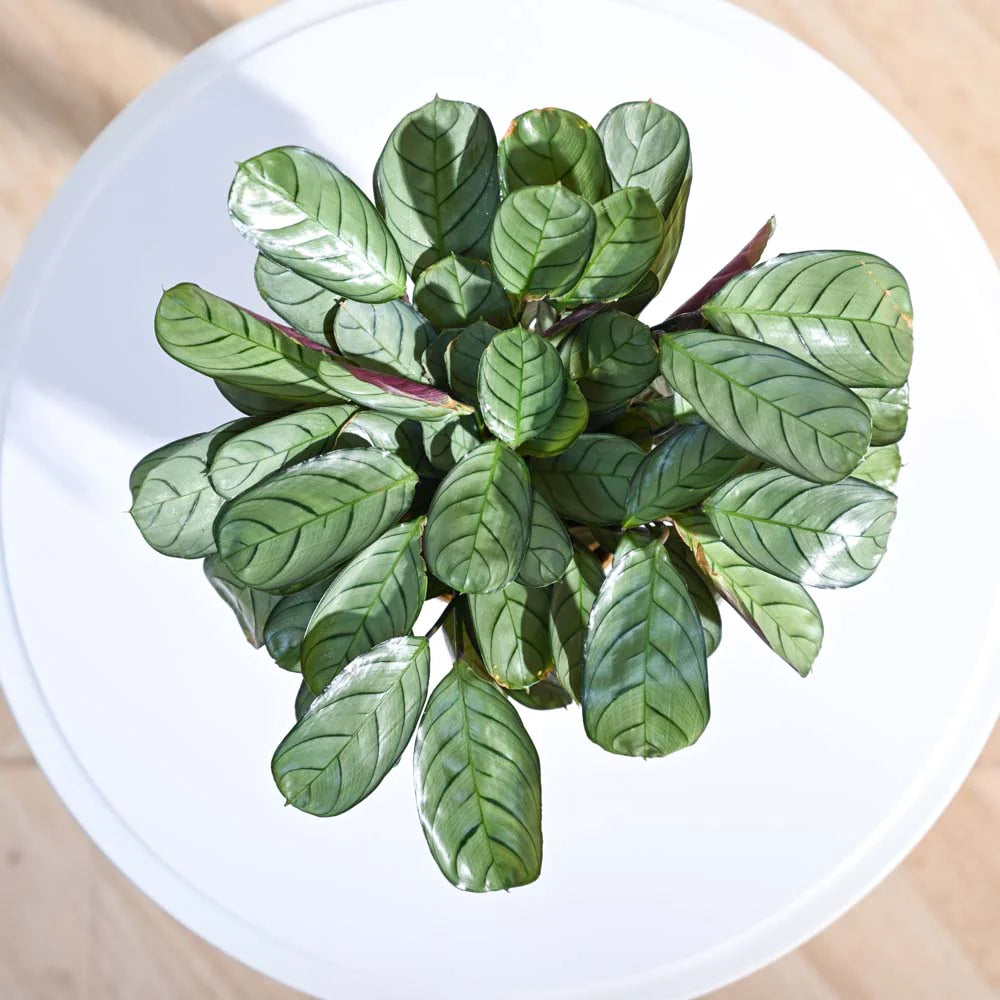 Ugaoo Calathea Prayer Indoor Live Pet Safe Plant with Pot image 3