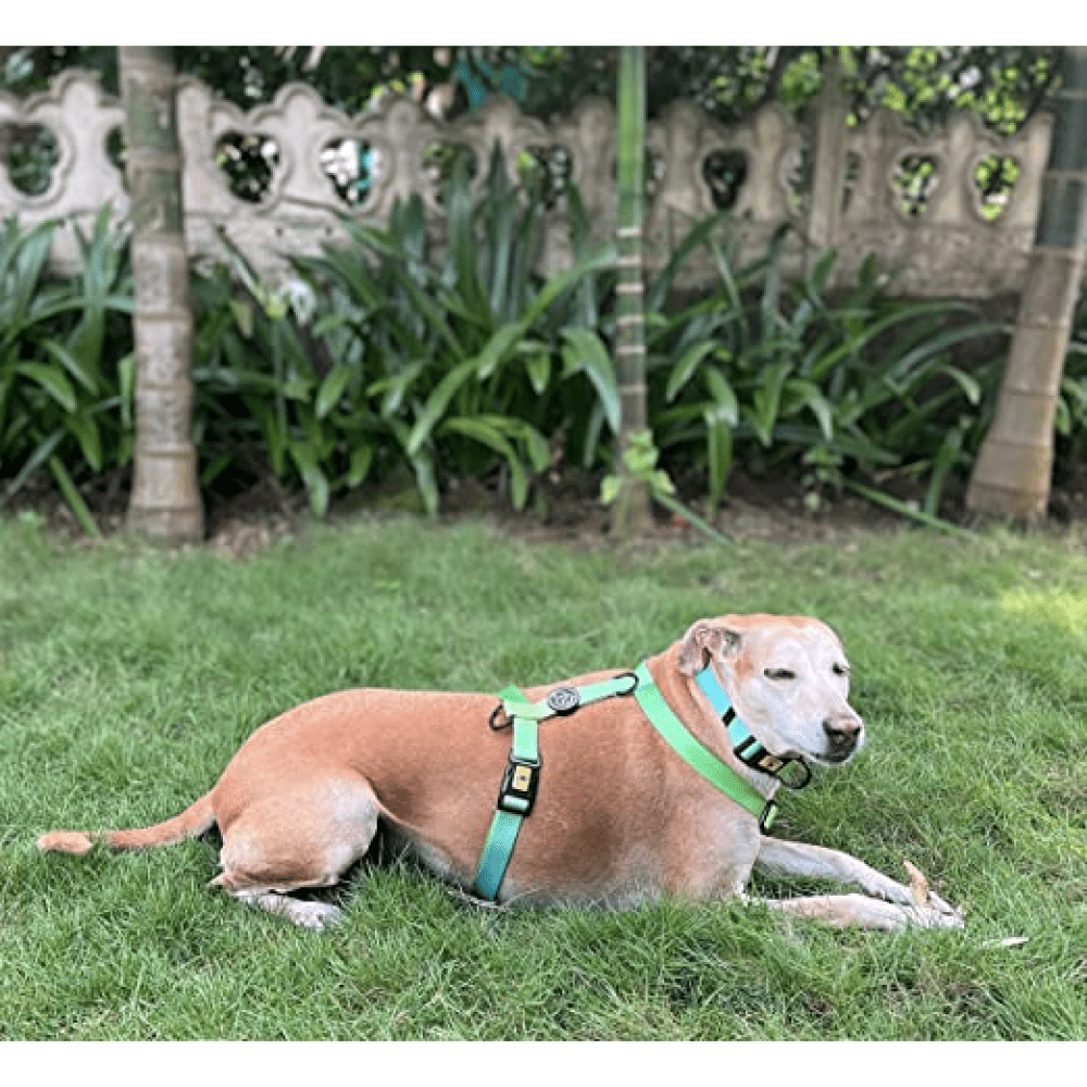 A Plus A Pets Skin Friendly Gradient Design Harness for Dogs and Cats (Green) image 3